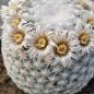 Preview: Mammillaria egregia